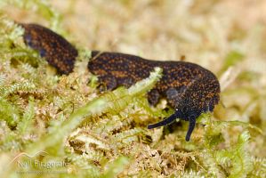 Velvet worm