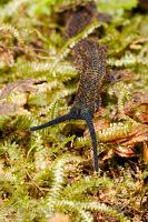 Velvet worm