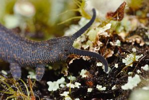 Velvet worm