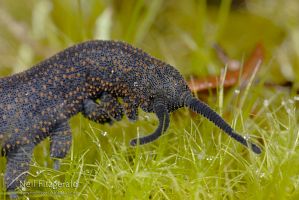 Velvet worm