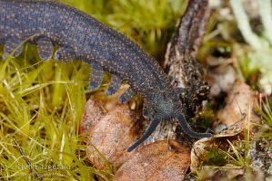 Velvet worm