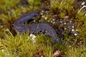 Velvet worm