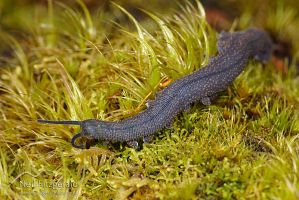 Velvet worm