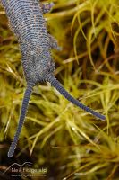 Velvet worm