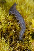 Velvet worm