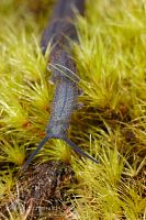Velvet worm