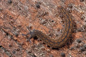 Velvet worm