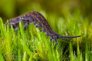 Velvet worm