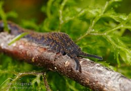 Velvet worms