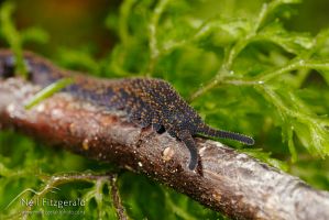 Velvet worm