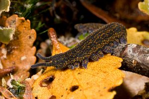 Velvet worm
