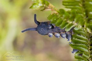 Velvet worm