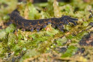 Velvet worm