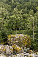 Boulder forest