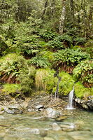 Basin Creek forest