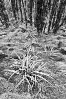 Beech forest