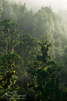 Forest mist