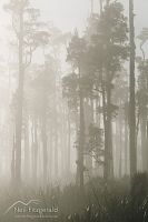 Kahikatea swamp forest