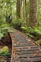 Kauri forest