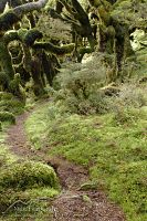 Manuoha track