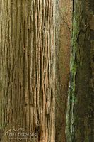 Tree trunks