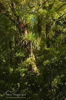 Rotoehu forest