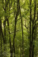 Rotoehu forest