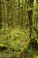 Silver beech forest