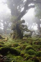 Silver beech forest