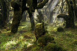 Silver beech forest