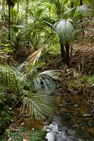 Nikau palms
