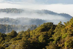Te Urewera mist