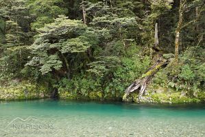 Waipakihi River beech forest