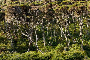 Kanuka forest