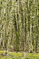 Beech forest