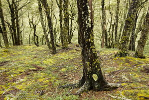 Beech forest