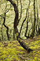 Beech forest