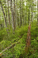 Beech forest