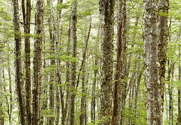 Trees & shrubs