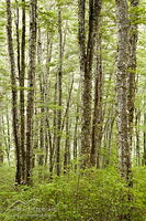 Beech forest