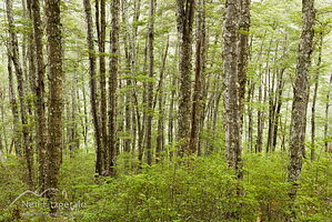 Beech forest