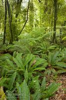 Forest interior