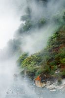 Geothermal vegetation