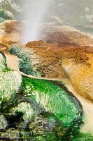Geothermal algae