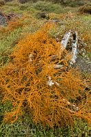 Geothermal Algae