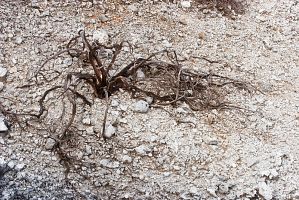 Kanuka skeleton