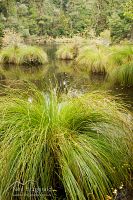 Carex dotted lake