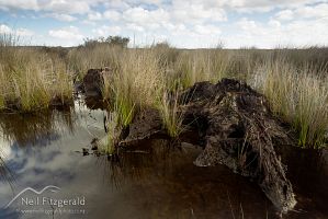 Lake Ohia