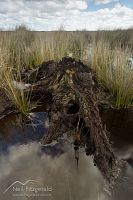 Lake Ohia