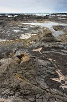 Petrified forest